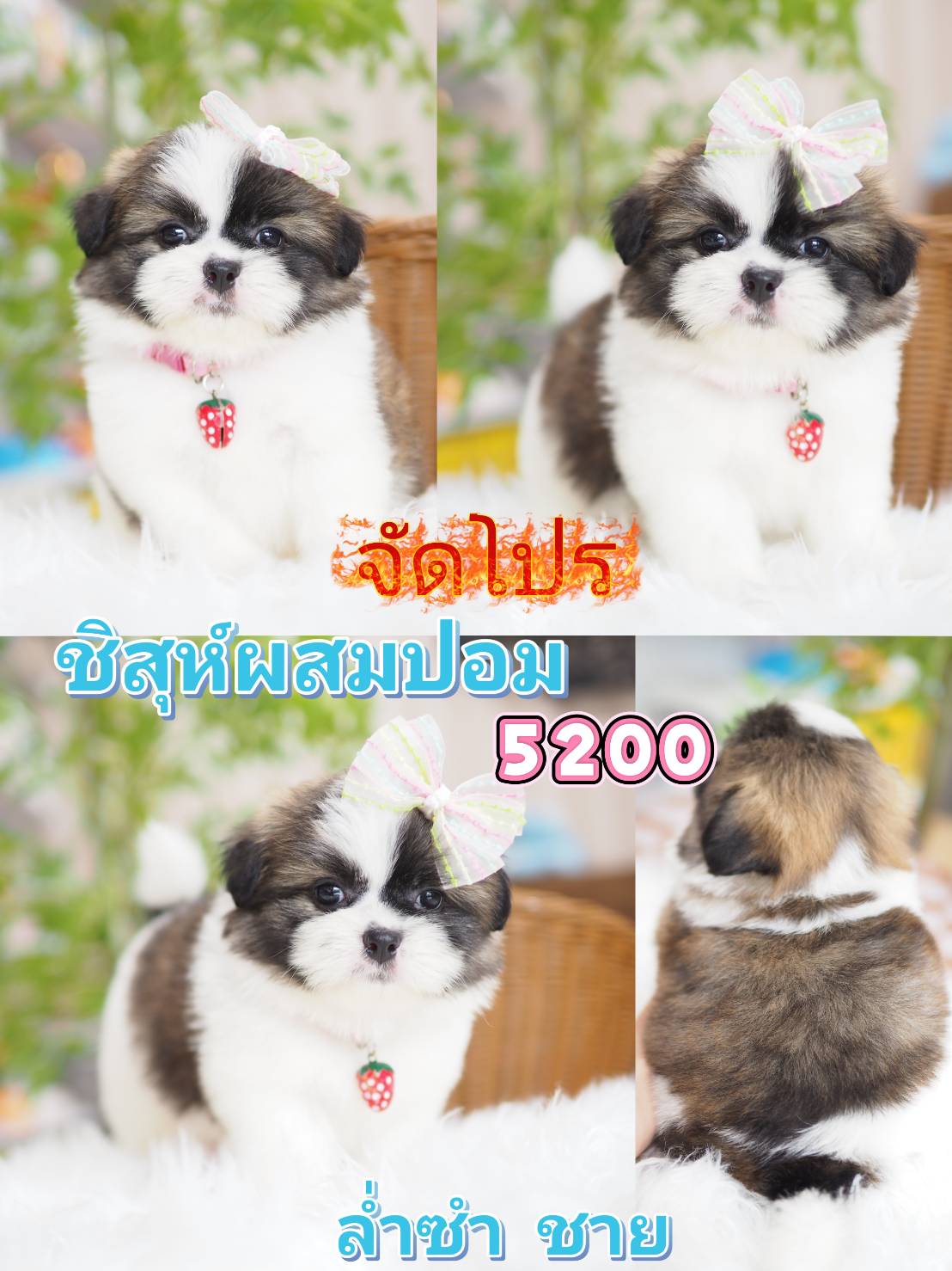 ชิสุผสมปอม