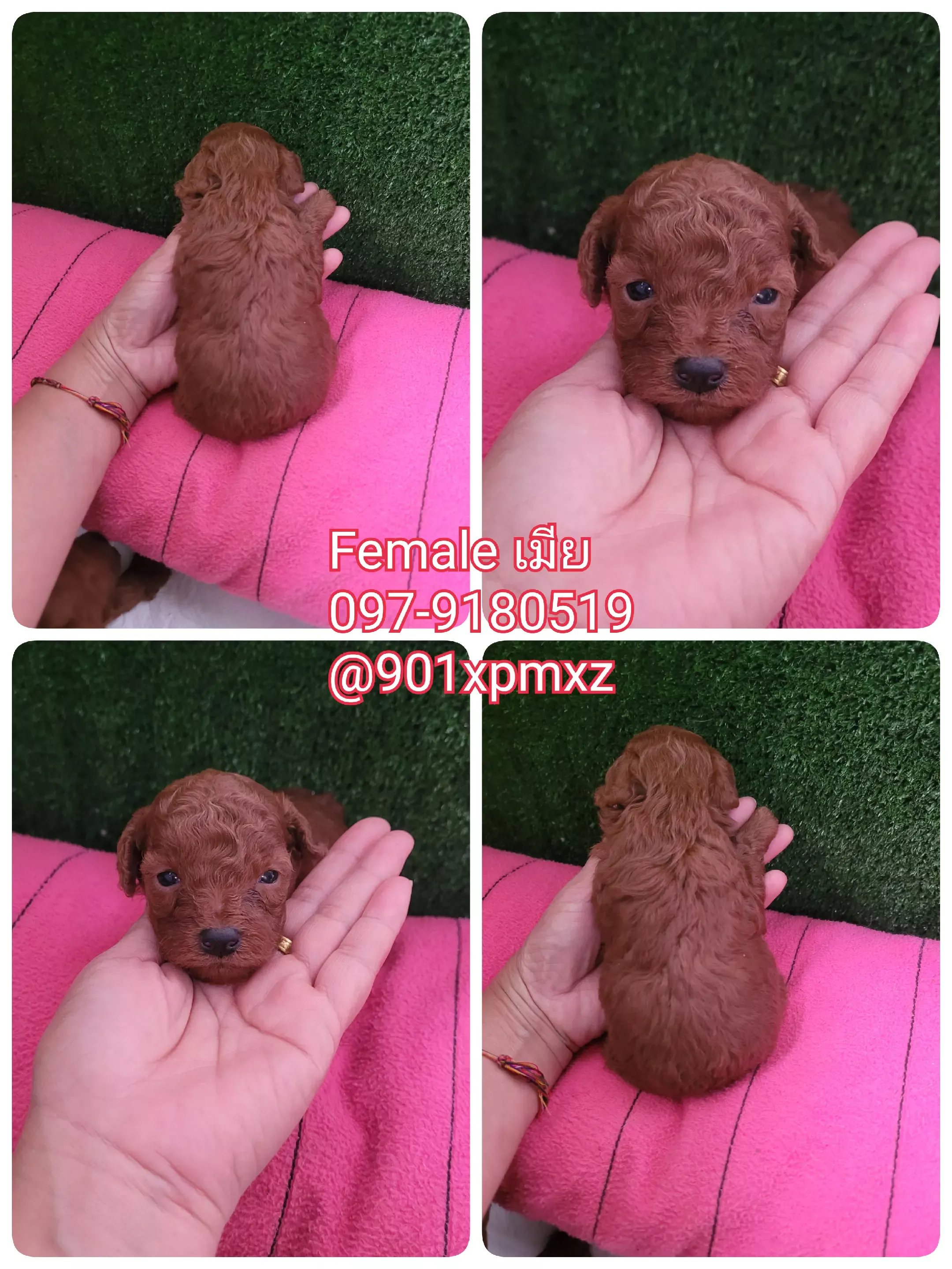 พุดเดิ้บทอย พรีเมียม poodle toy