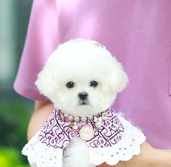 บิชอง ฟริเซ่  BCF-02082 เพศหญิง สีขาว อายุ 2 เดือน ตัวเล็ก ขาสั้น หน้าสั้น ขนแน่...