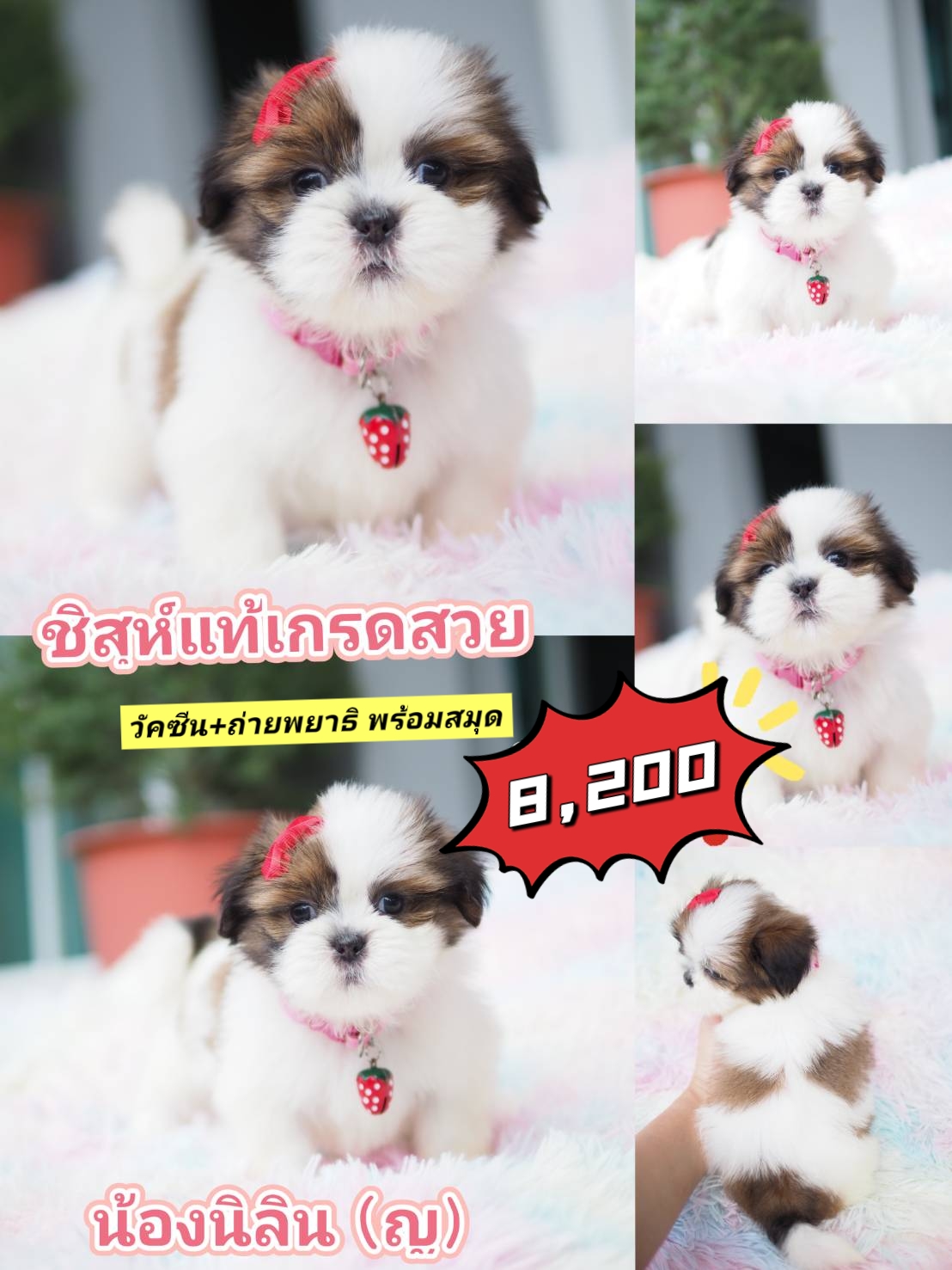 กิ๊ฟซ่า ชิสุห์ + วัคซีน