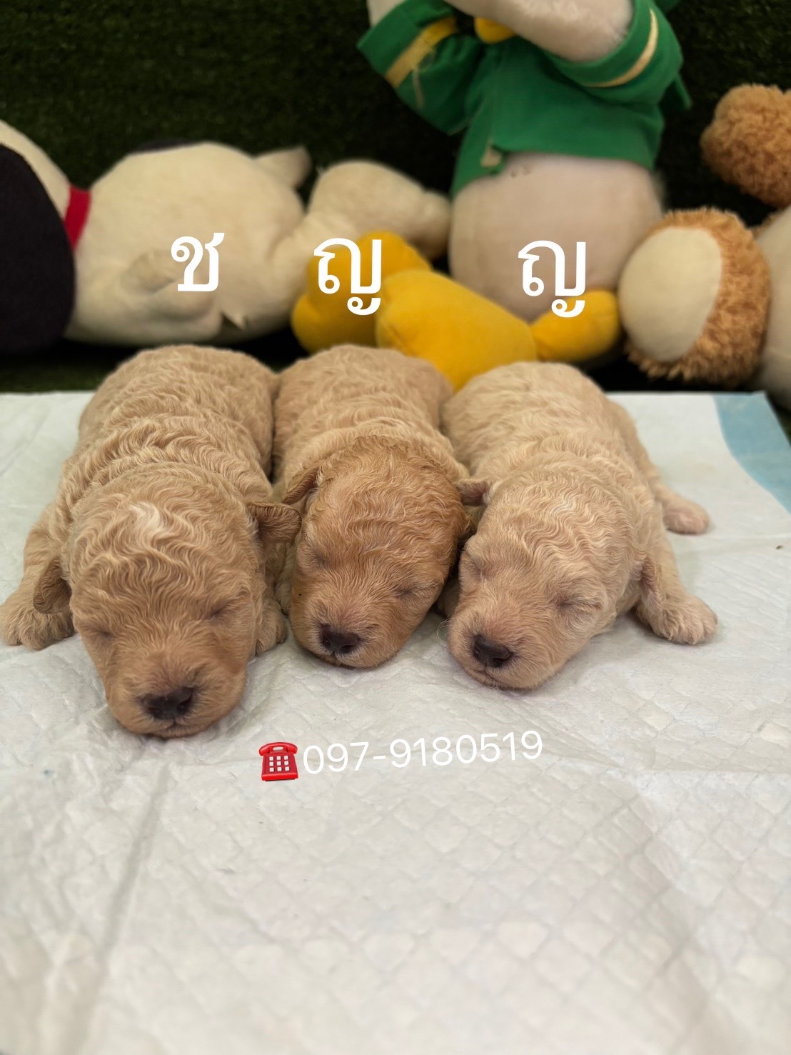พุดเดิ้ลทอย ทีตัพ สีแอปริคอท สวยมาก poodletoy tcup