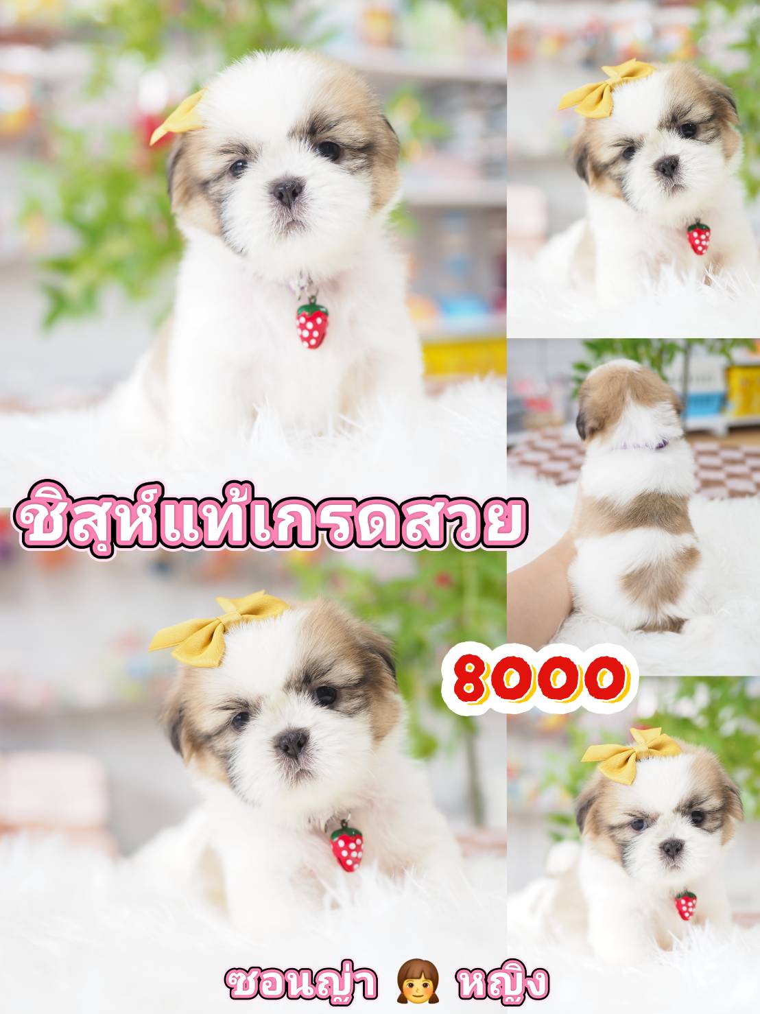 Shihtzu