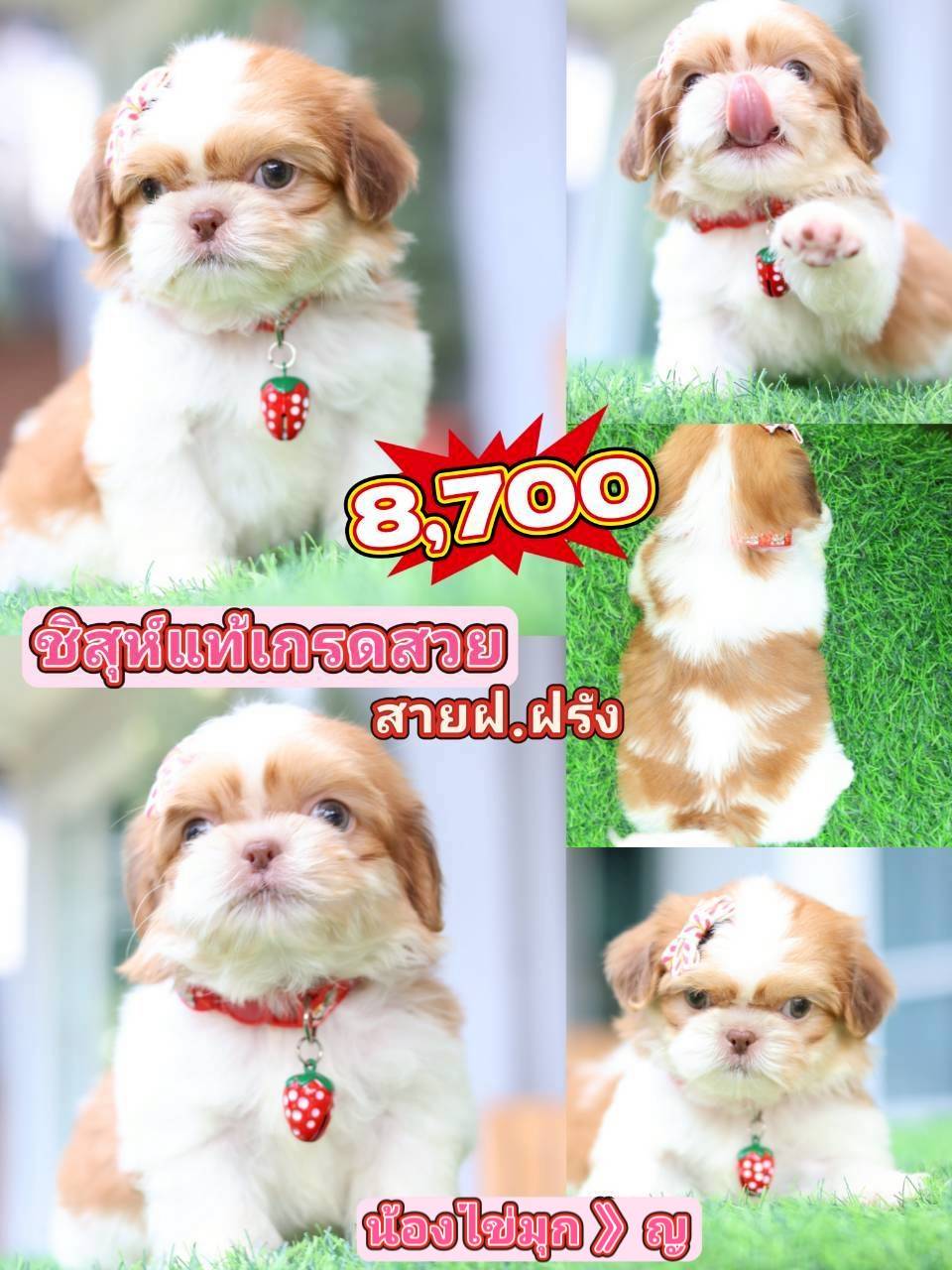 Kibzaa Shihtzu