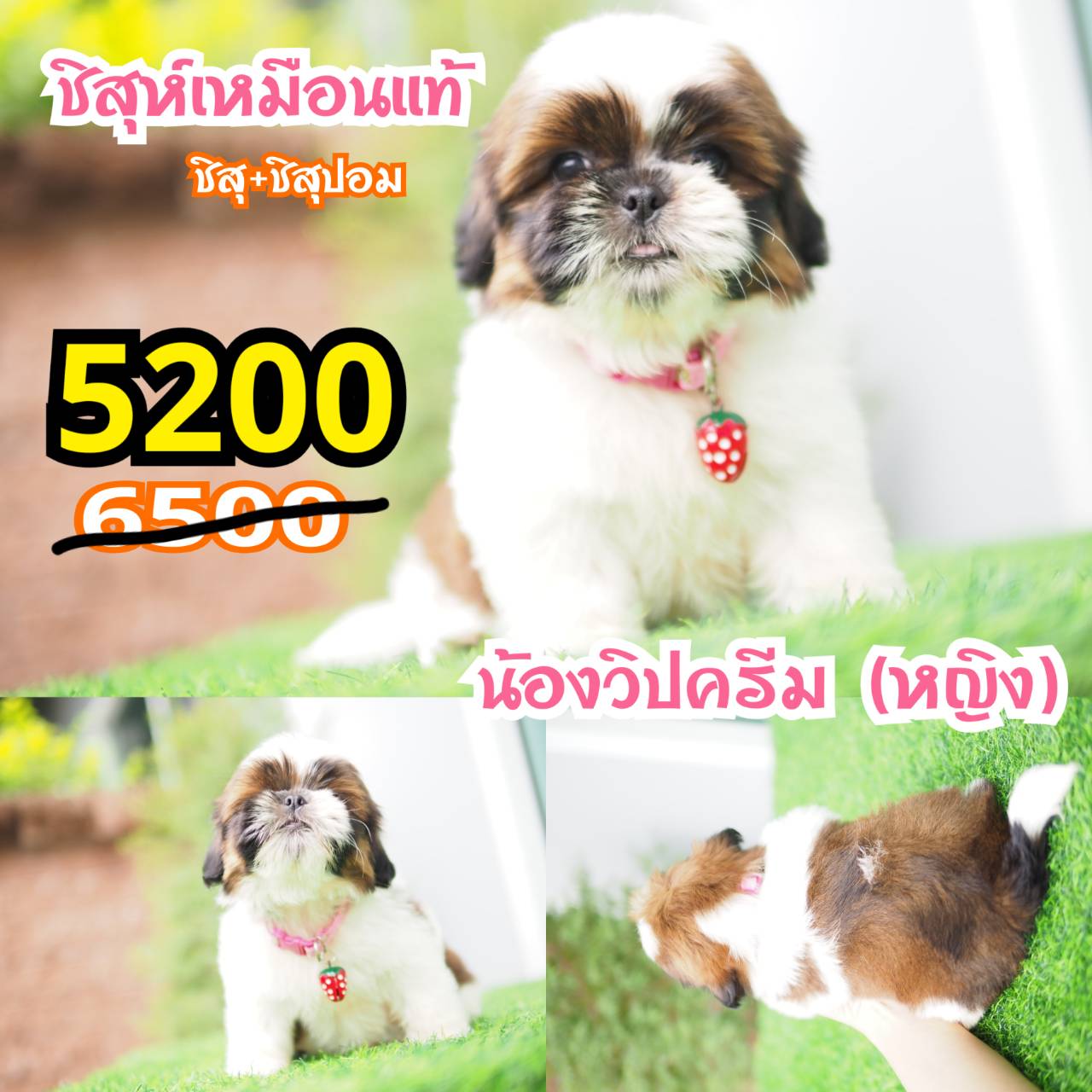ชิสุเหมือนแท้ ขนยาว หน้าสั้น กิ๊ฟซ่า
