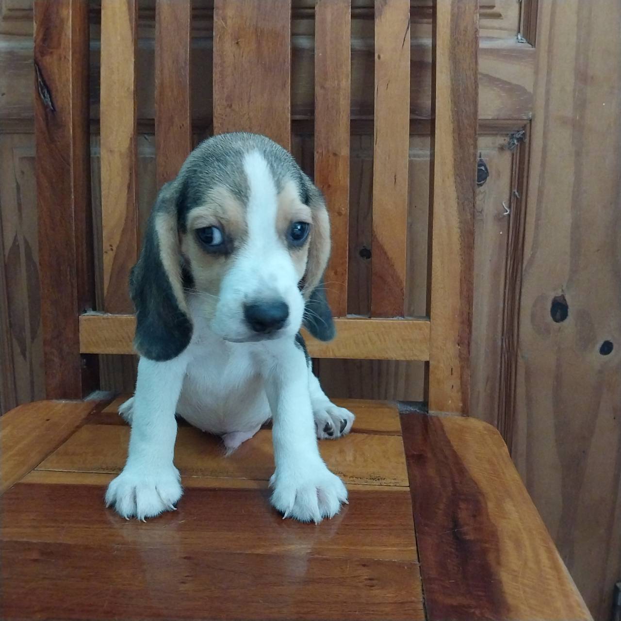 ลูกสุนัขบีเกิ้ลพันธุ์แท้ ตัวละ 5900 บาทครับ