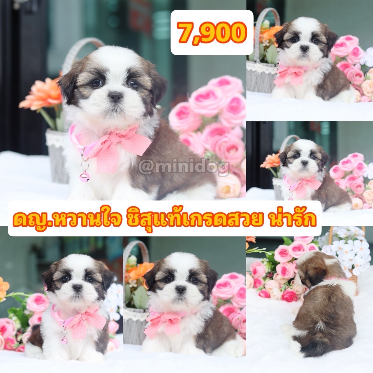 ชิสุแท้เกรดสวย