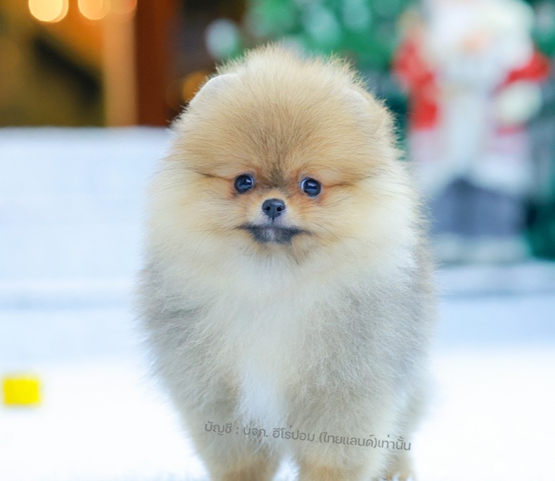 ปอมแท้ ปอมหน้าหมี HRF-10952 เพศหญิง สีส้ม ตัวจิ๋วตัวเล็ก แก้มอ้วน น่าฟัดมาก ๆ ตอ...