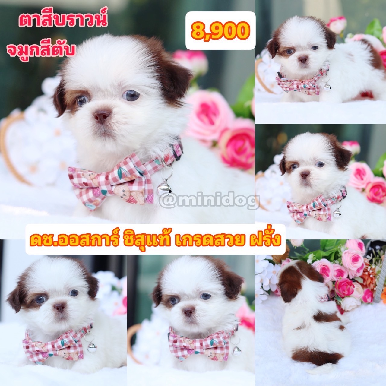 ชิสุแท้เกรดสวย