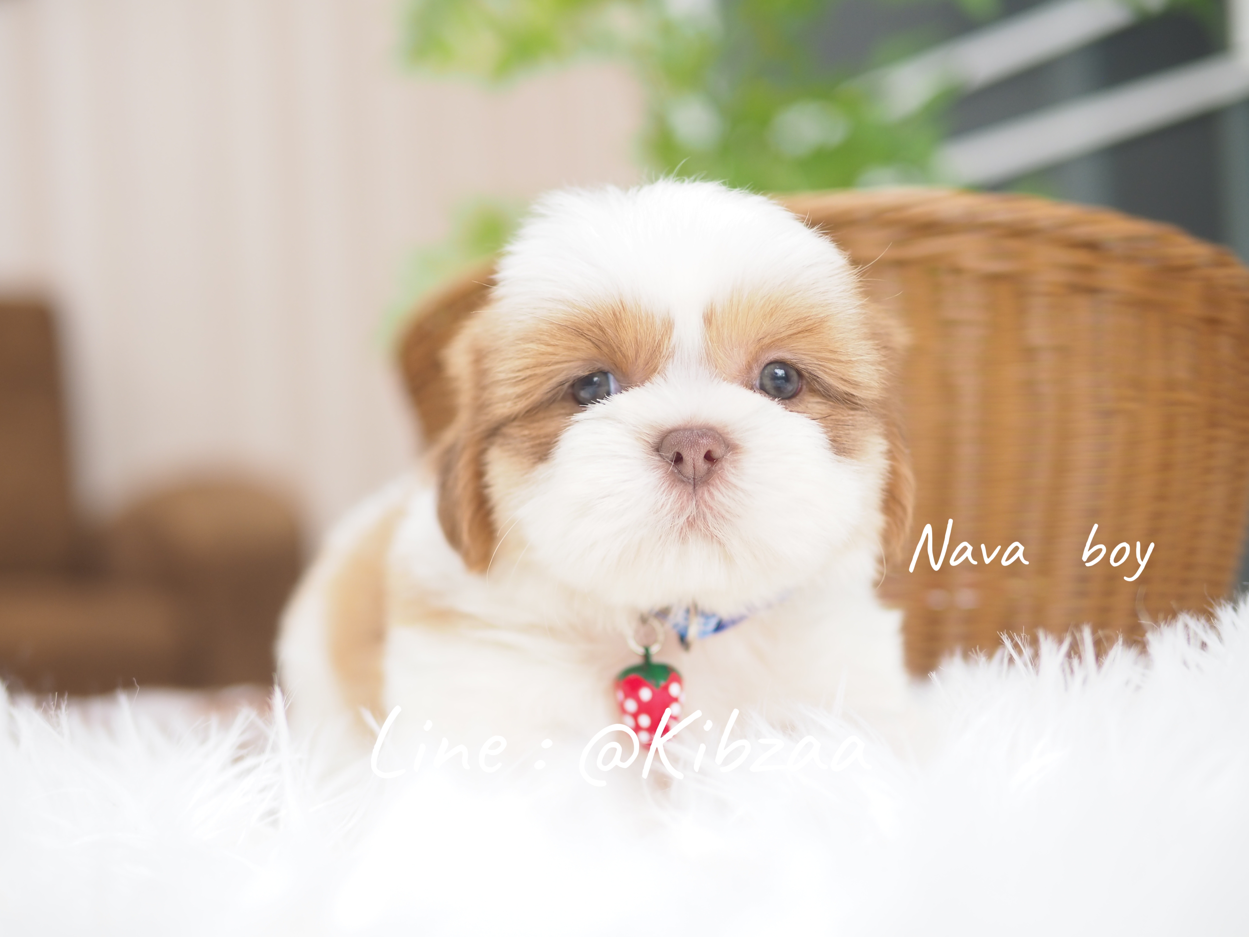 Shihtzu