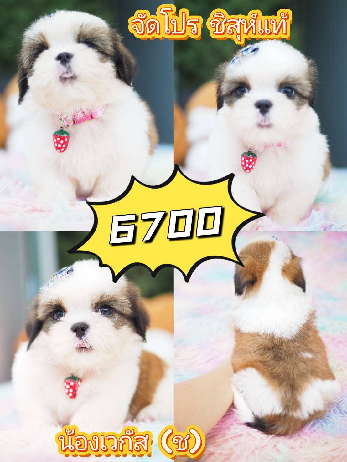 กิ๊ฟซ่า มาแล้ว