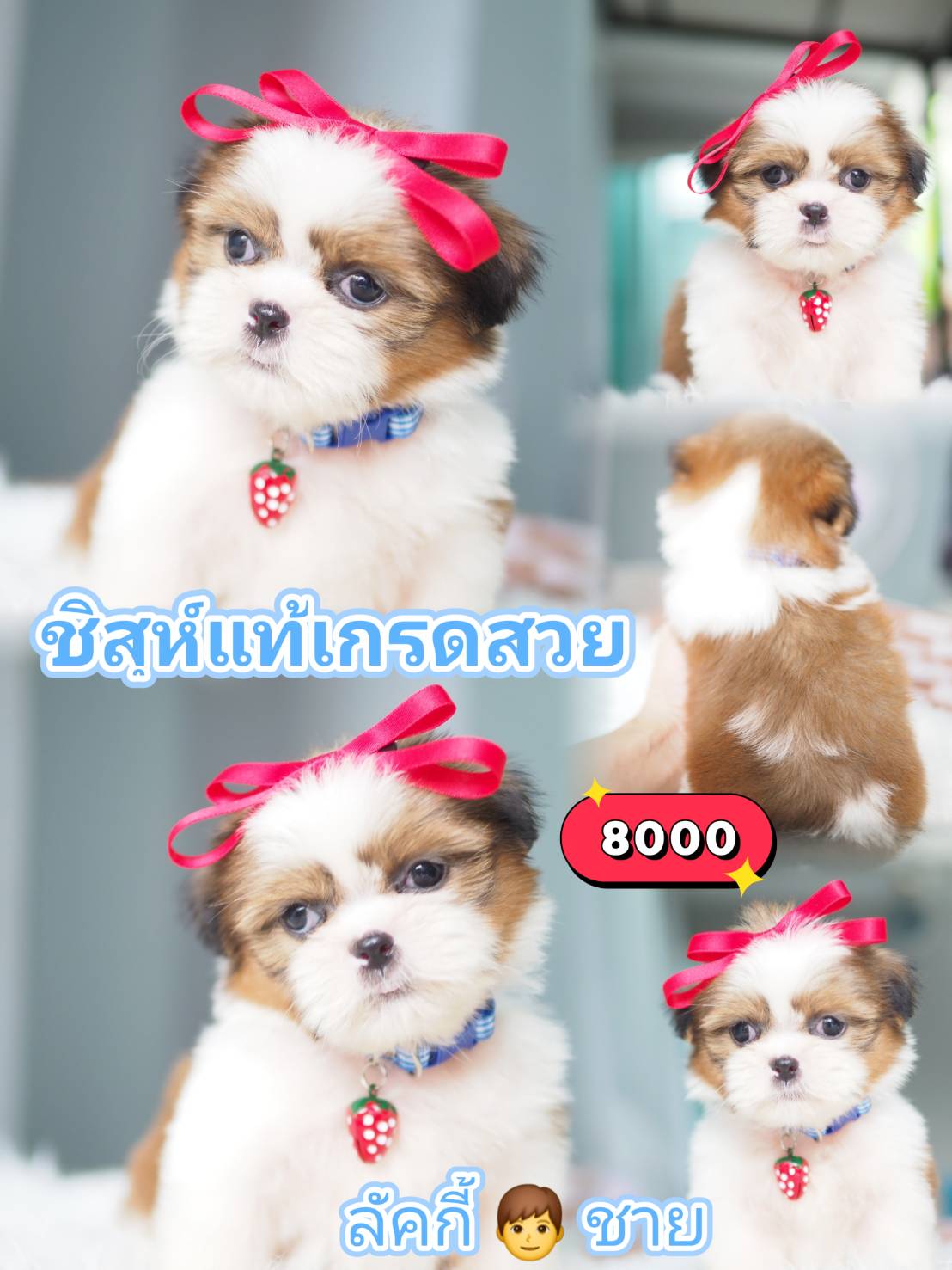 Shihtzu