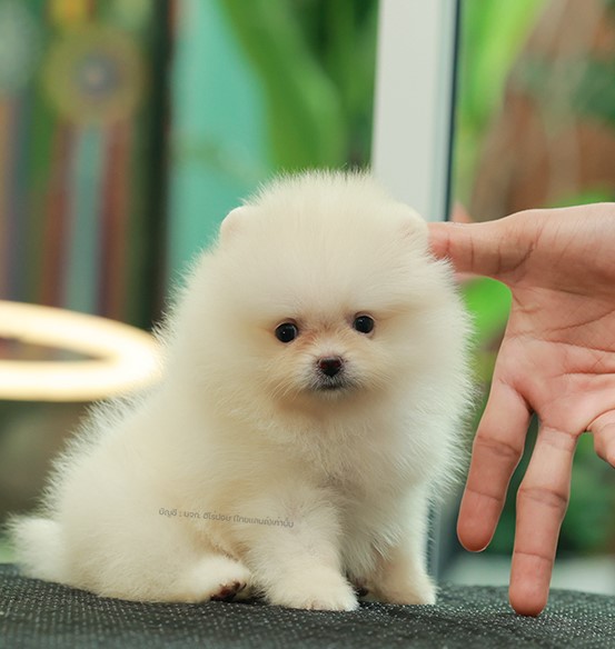 ปอมแท้ ปอมหน้าหมี HRF-89113 เพศหญิง สีขาว อายุ 2 เดือน ขาสั้น ขนแน่น หน้าตาน่ารั...