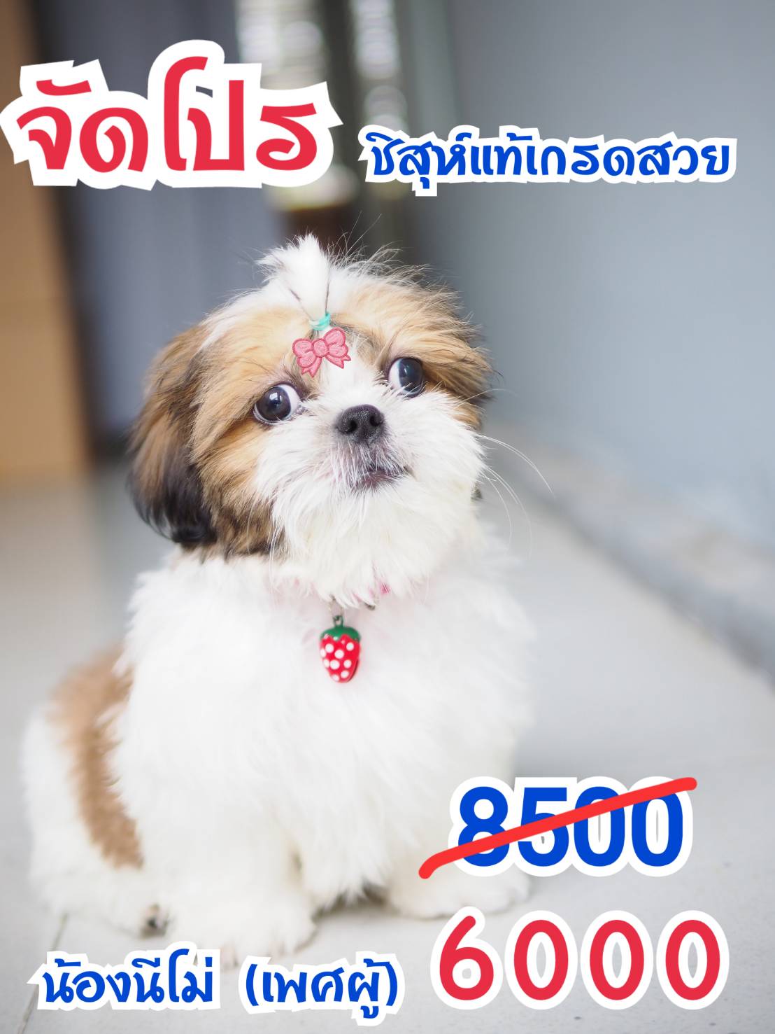 ชิสุห์แท้ กิ๊ฟซ่า