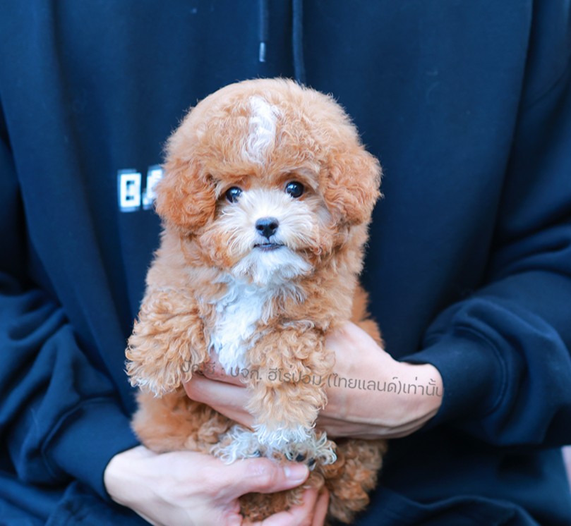 บิชองพู BCM-10960 เพศชาย สีแชมเปญ ลูกคุณ ตัวเล็ก ขนนุ่ม สายเลือดคุณพ่อคุณแม่นำเข...