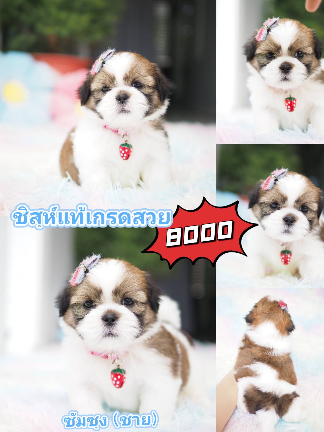 กิ๊ฟซ่า ชิสุห์ ส่วนลด รออยู่คะ