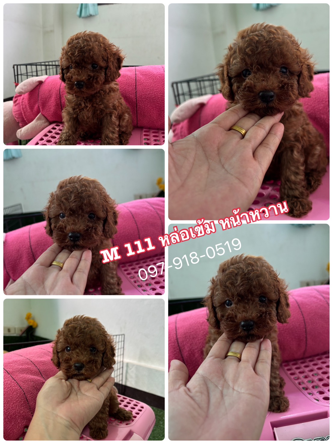 Poodle toy tcup พุดเดิ่ลทอย เกรดสววยๆ
