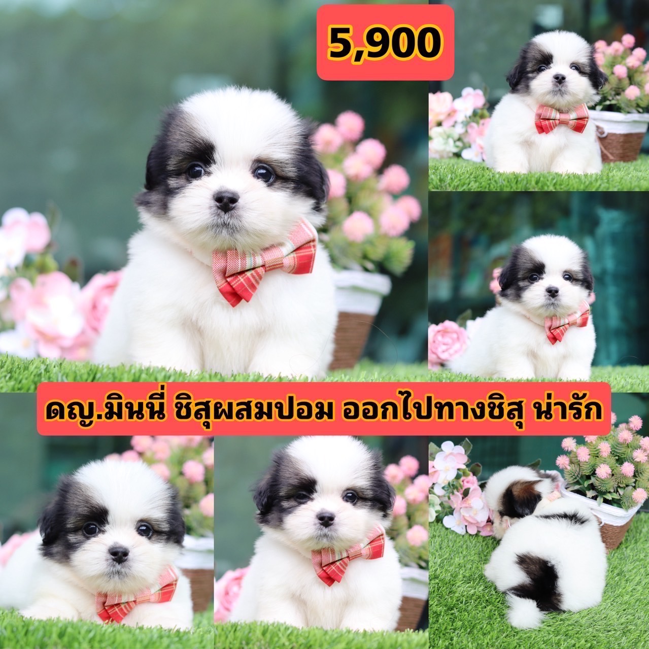 ชิสุผสมปอม