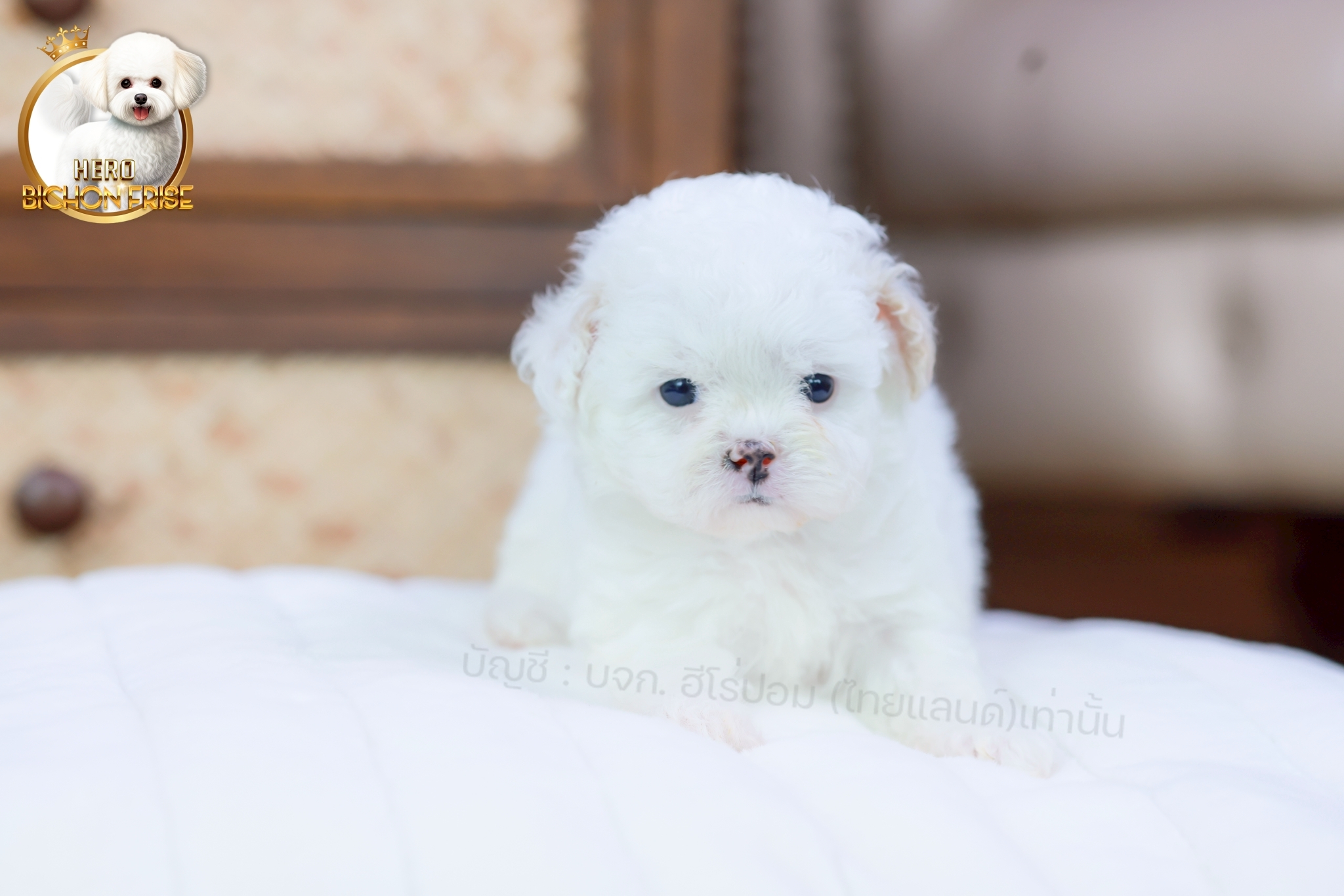 [เปิดจอง] บิชองพู BCF-10063 เพศหญิง สีขาว สวยหวานลูกคุณ ตัวเล็ก ขนนุ่ม สายเลือดค...