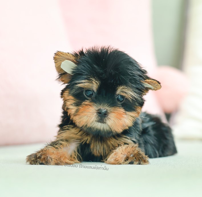 ยอร์คเชียร์ เทอร์เรีย HYM-68768 เพศชาย สีแบล็คแทน อายุ 2 เดือน ตัวเล็ก ขาสั้น หน...