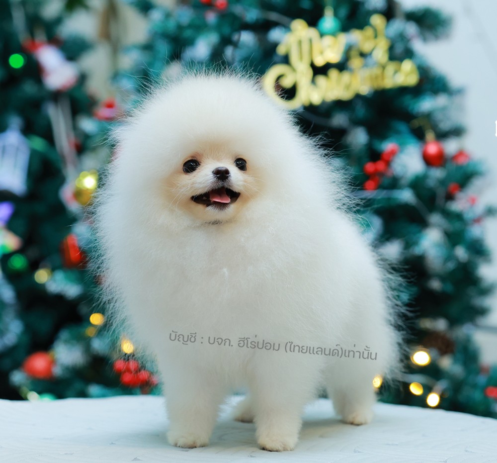 ปอมแท้ ปอมหน้าหมี HRM-68773 เพศชาย สีขาว ตัวจิ๋วตัวเล็ก แก้มอ้วน น่าฟัดมาก ๆ ตอน...