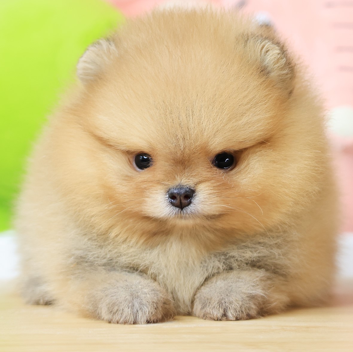 เปิดจอง ปอมแท้ ปอมเมอเรเนียน เพศเมีย สีส้ม หน้าตาน่ารัก ขาสั้น ขนแน่นฟู ขี้เล่นม...