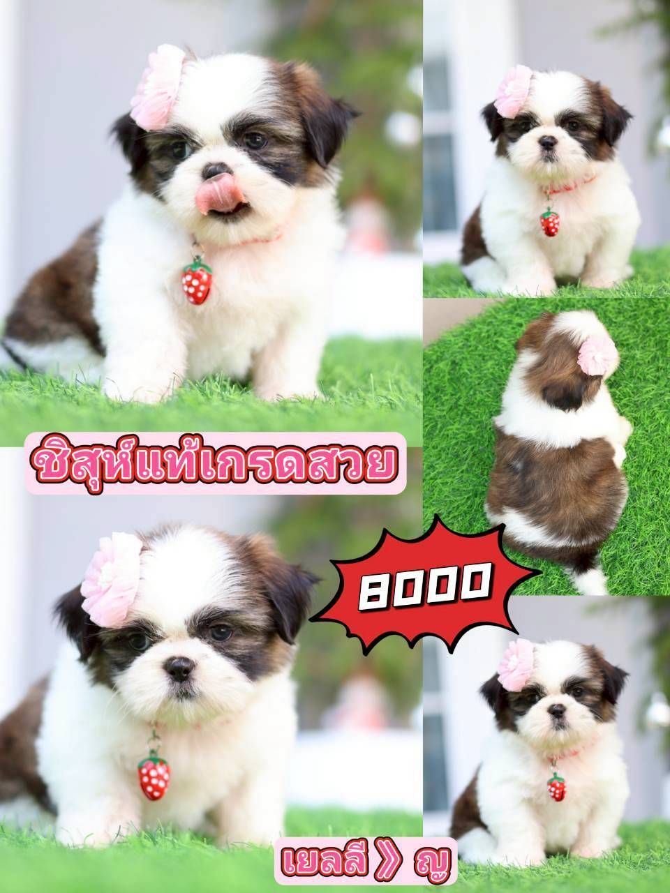 Kibzaa Shihtzu