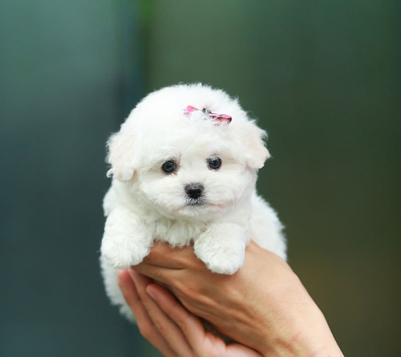 บิซอง ฟริเซ่ BCF-50931 เพศหญิง สีขาว อายุ 2 เดือน ตัวเล็ก ขาสั้น หน้าสั้น ขนแน่น...