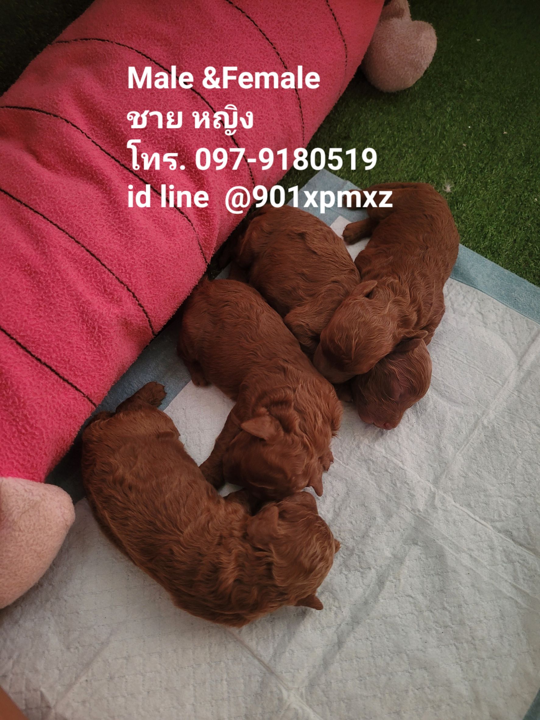 พุดเดิ้ลทอยหน้าหมี เกรดพรีเมียม