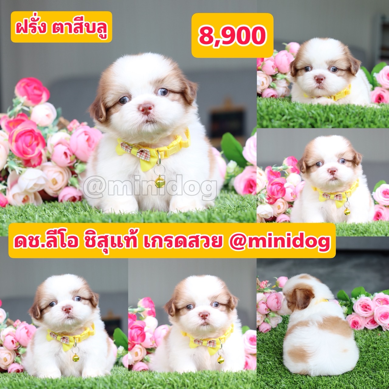 ชิสุแท้เกรดสวย