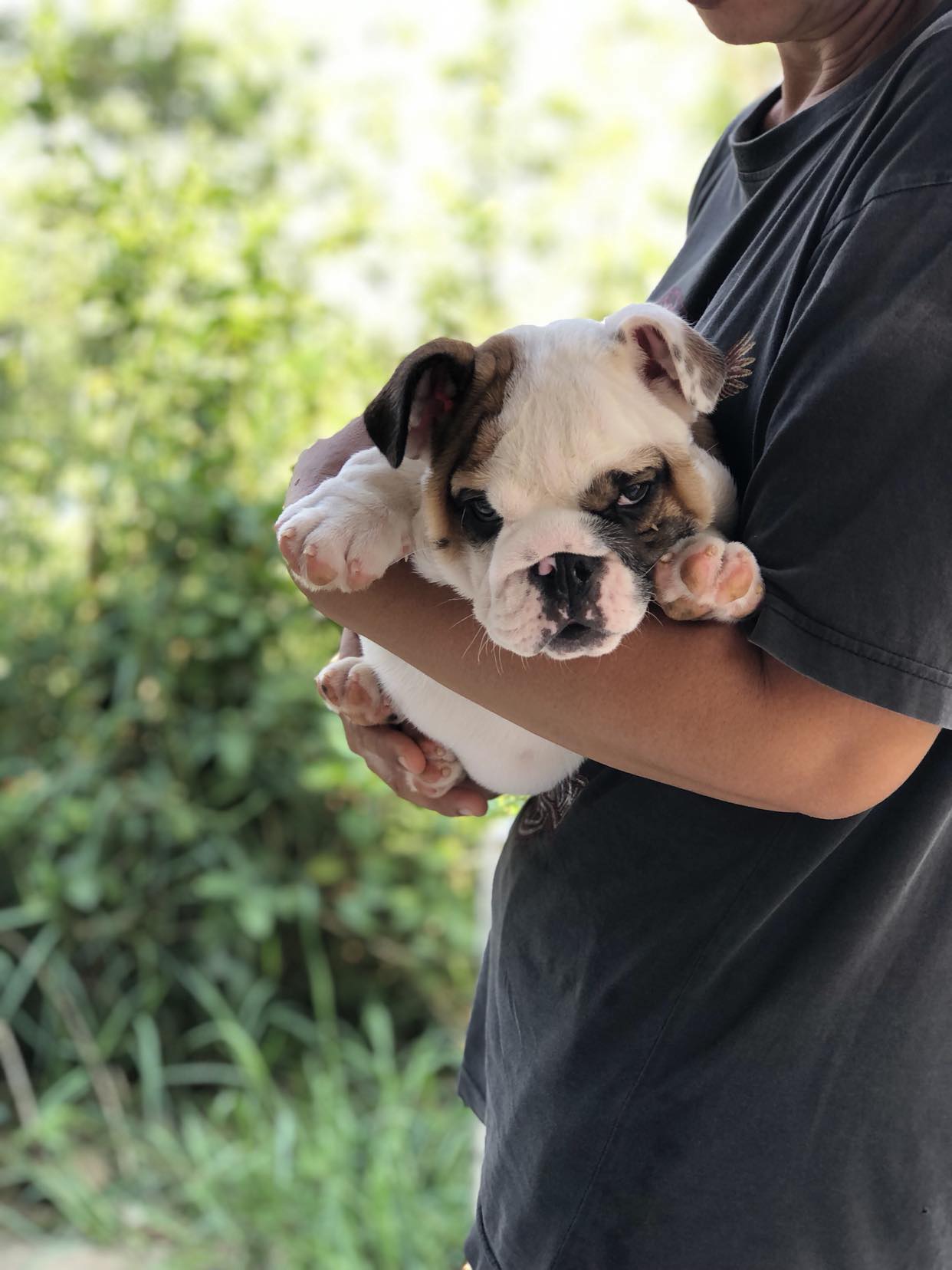 อิงลิชบลูด็อกเพศผู้