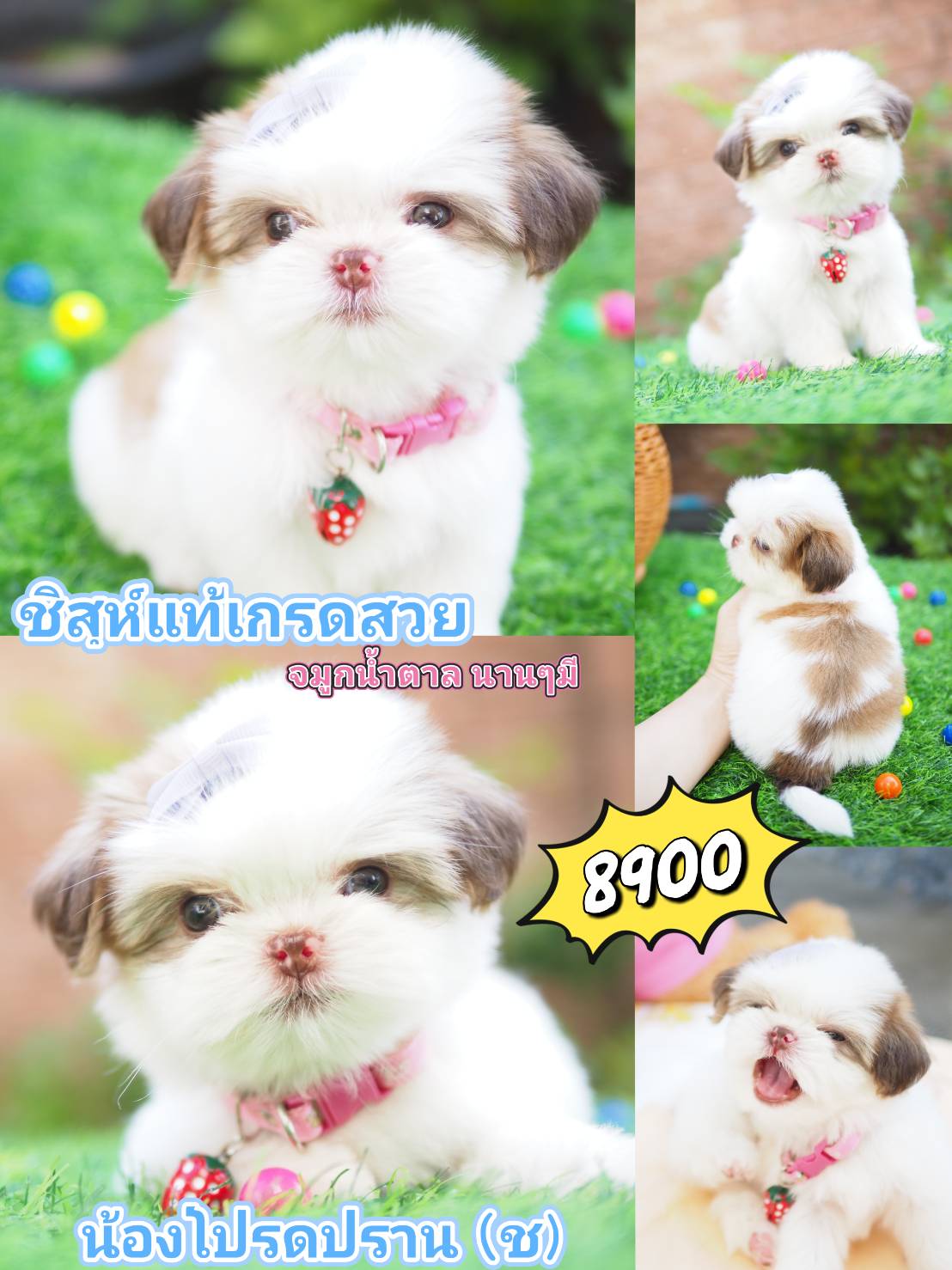 กิ๊ฟซ่า kibzaa ชิสุห์