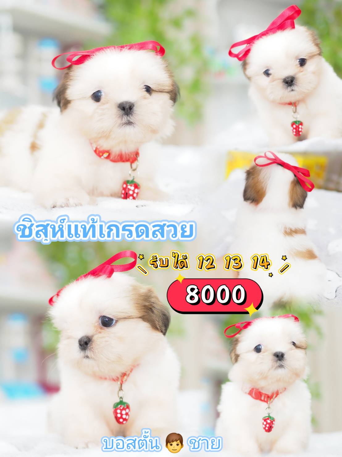 กิ๊ฟซ่า