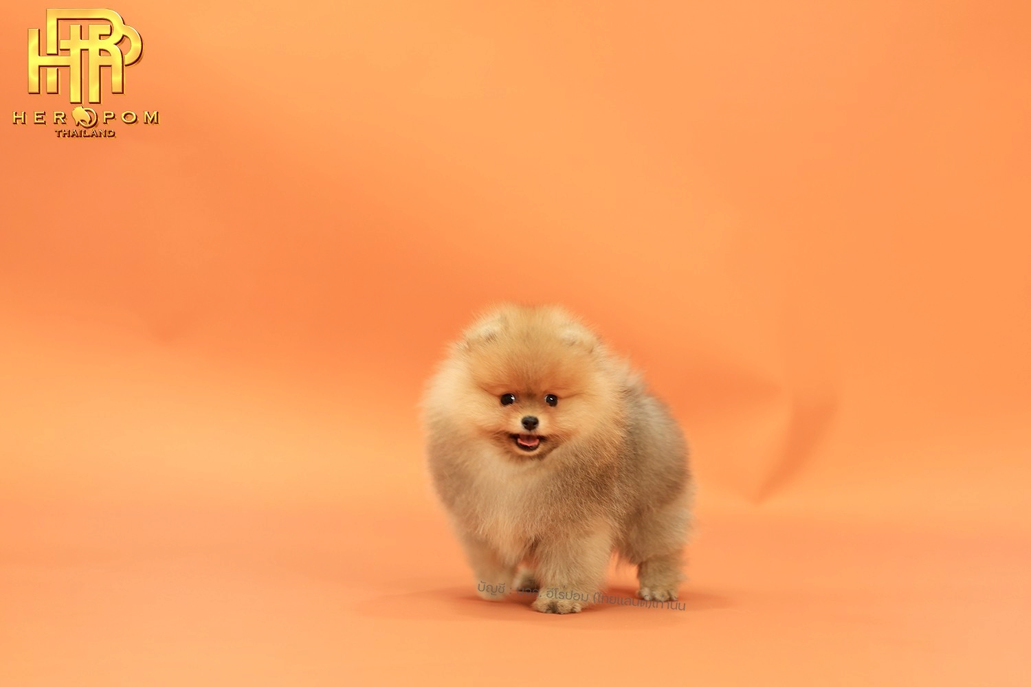 ปอมแท้ ปอมหน้าสั้น HRM-10760 เพศชาย สีส้ม  น่ารักมาก ๆ ถ่ายรูปแล้วขึ้นกล้องสุด ๆ...