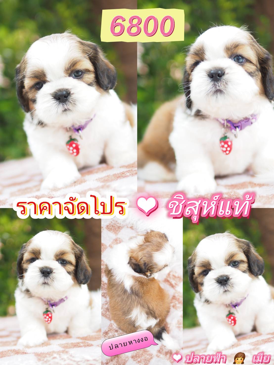 โปร ชิสุแท้ 6800
