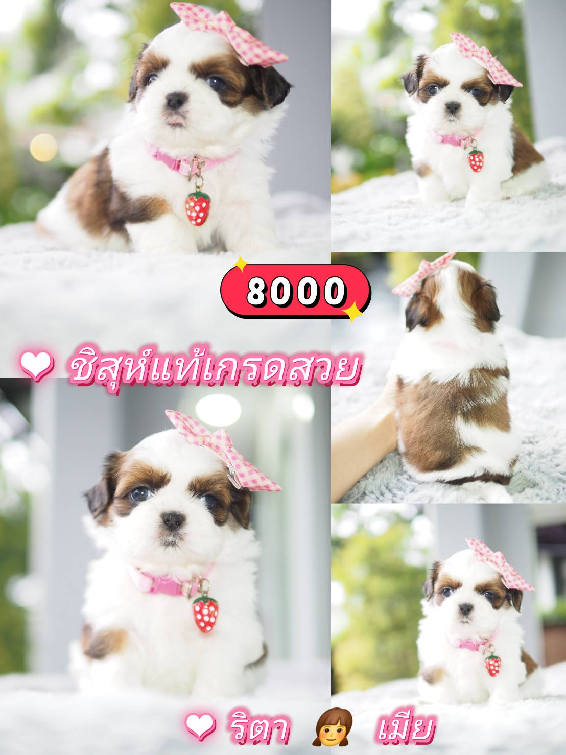 กิ๊ฟซ่า ❤️ ชิสุ