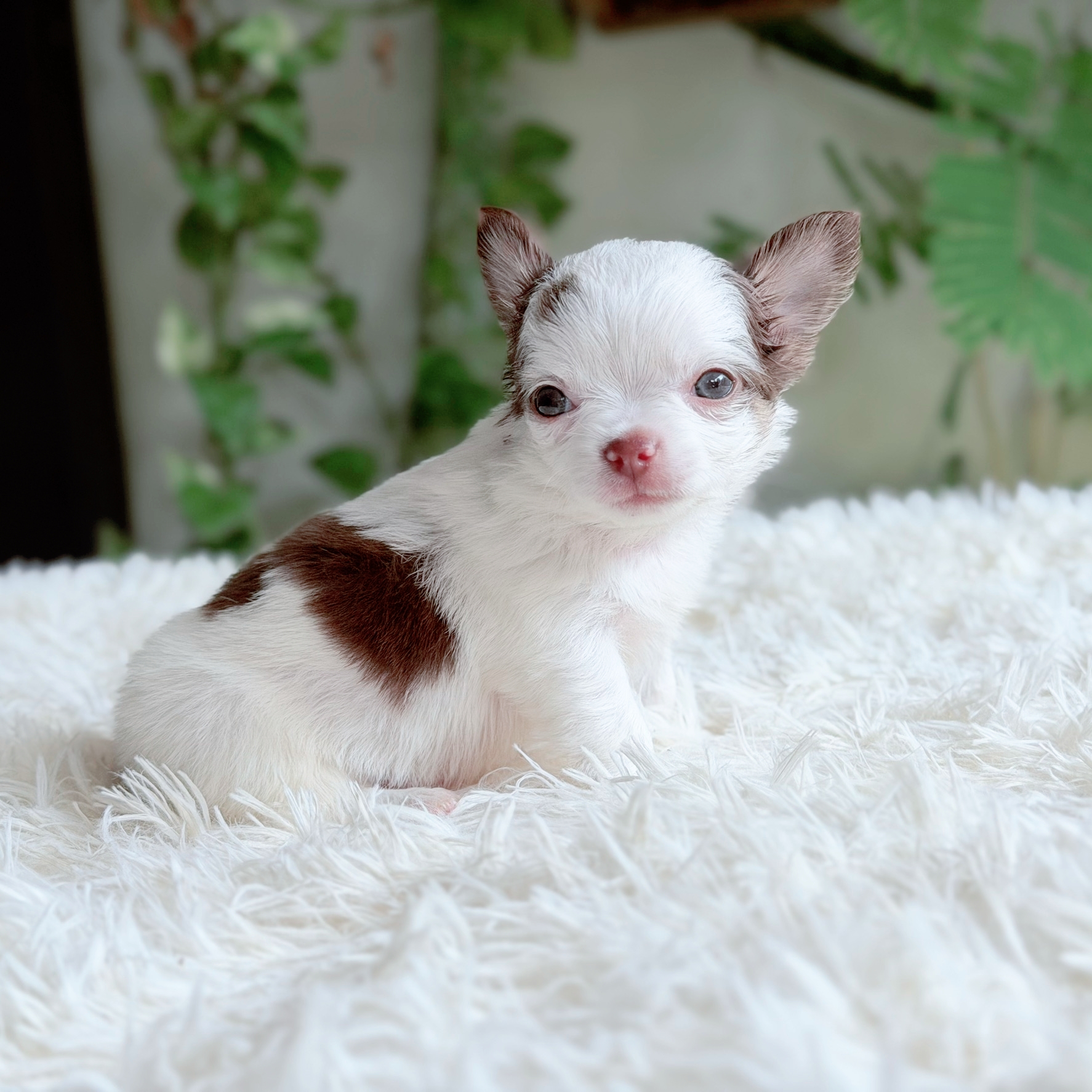 Chihuahuaเกรดสวย
