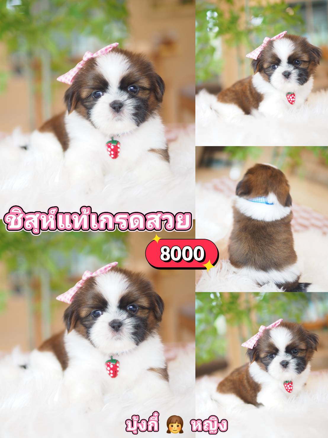 Shihtzu
