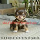 LITTLE DOG'S FARM : น้องได้บ้านใหม่แร้วค่ะ ชิวาวาเพศเมียขนยาวสีชอคโกแลคแอนด์