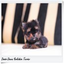 [Doozie-Deeva's Yorkies] ขายลูกยอร์คเชียร์ “น้องบลู" (Blue) ยอร์คเพศเมีย ไซ...