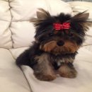 Yorkie Hut ขายลูกยอร์คเด็กผู้ชาย ชื่อทีเล็ก สีแบลคแทน เกิด 14 เมษาไซด์เล็ก (ย้าย...