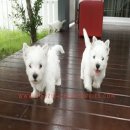 ขายลูกเวสตี้ “West Highland White Terrier” เพศเมีย 3 สายแชมป์ประกวด ขนแน่น พร้อม...