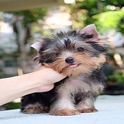 น้อง PING PING เกิด 18 ธค.64 เพศเมีย ไซด์เล็ก สีบลูแทน อายุ 2 เดือนครึ่ง (ย้ายบ้...