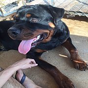 ร็อตไวเลอร์แท้ เพศผู้