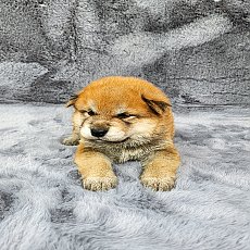 Shiba Male3