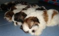 พันธุ์ชิสุ shih tzu สมุทรปราการ กรุงเทพฯ พื้นที่เฉพาะ โทร 0904025355