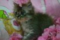ขายน้องแมวเพศเมียราคาถูก