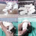 เปิดจอง แจ็ครัสเซล เพสผู้ 2 เพศเมีย 3