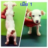 ขาย!!!!!!! เเจ๊ครัสเซล น่ารักๆค่ะ