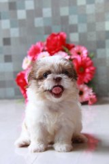 ขายชิสุห์ เพศเมีย 3000บาท 090-9697731 รับน้องที่โลตัสบางกะปิ Id Line:www.bonusta...