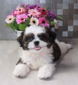 ขายชิสุห์ เพศผู้ 3000บาท 080-0798496 รับน้องที่โลตัสบางกะปิ Id Line: tomtattoo89